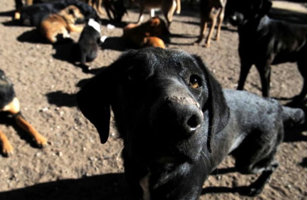 Construirán una guardería canina y trasladarán el área de Veterinaria