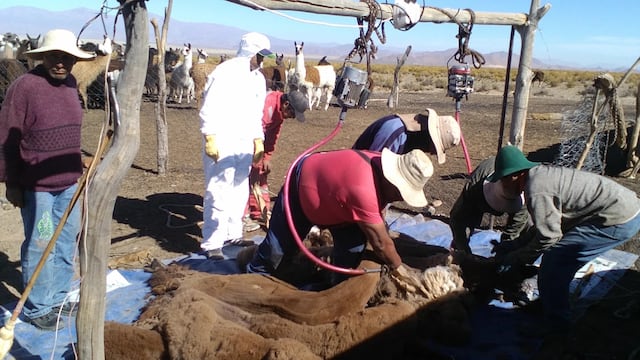 Esquila de camélidos en la Puna jujeña.