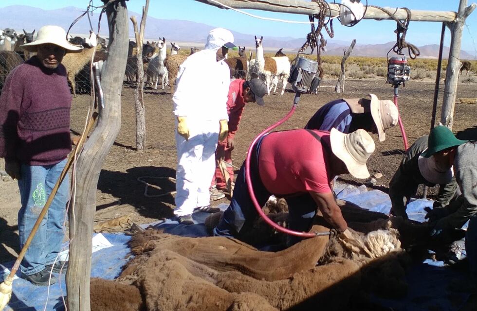 Ganaderos de la Puna jujeña procuran vender su productos a nivel nacional