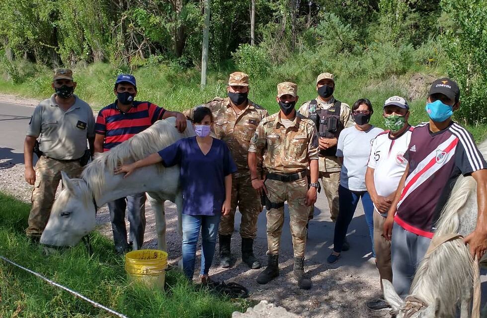 La Policía encontró los caballos robados a la fundación Tremo Kawell