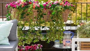 Cuáles son las 3 plantas que se siembran en octubre y son perfectas para balcones
