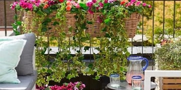 Cuáles son las 3 plantas que se siembran en octubre y son perfectas para balcones