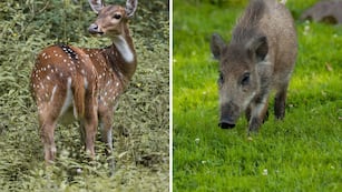 Las dos especies de animales que el Congreso quiere declarar plaga en Argentina.