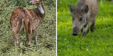 Las dos especies de animales que el Congreso quiere declarar plaga en Argentina.