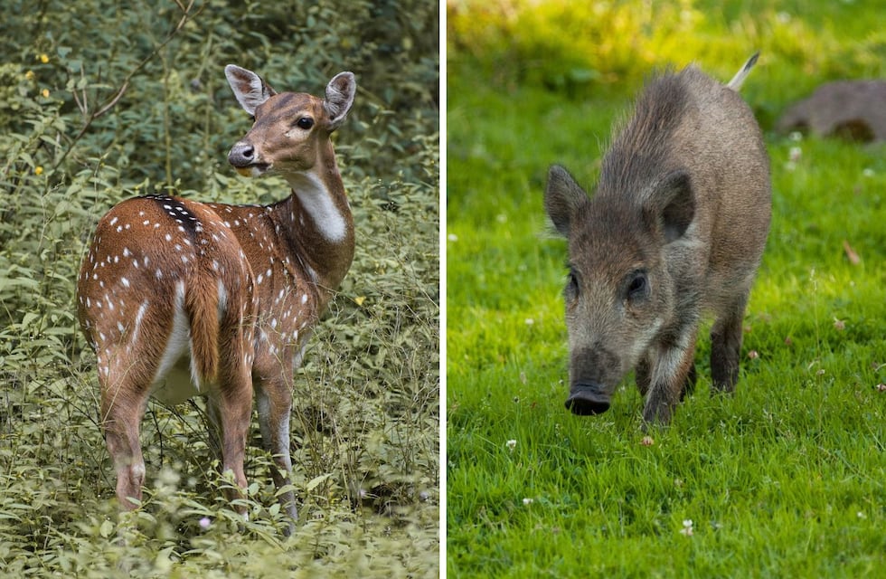 Cuáles son las dos especies de animales que el Congreso quiere declarar plaga en Argentina y las razones
