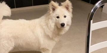 Iron se habría asustado por los fuegos artificiales.