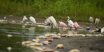 Peces muertos en Concepción del Uruguay