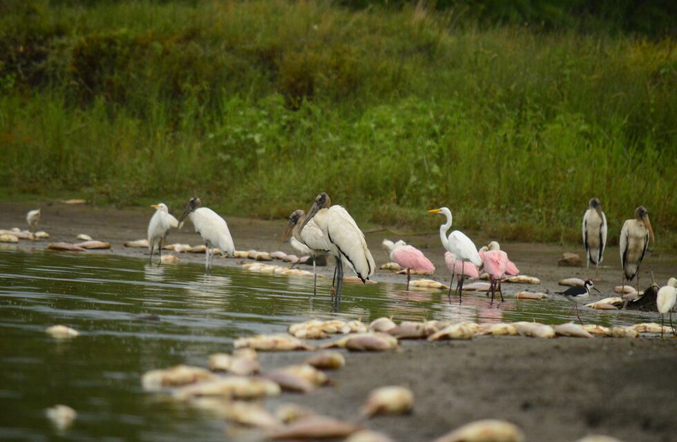 Preocupante: aparecieron miles de peces muertos en un arroyo