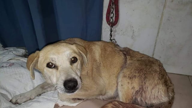Branca, la perrita que fue atacada por un vecino en Tunuyán.