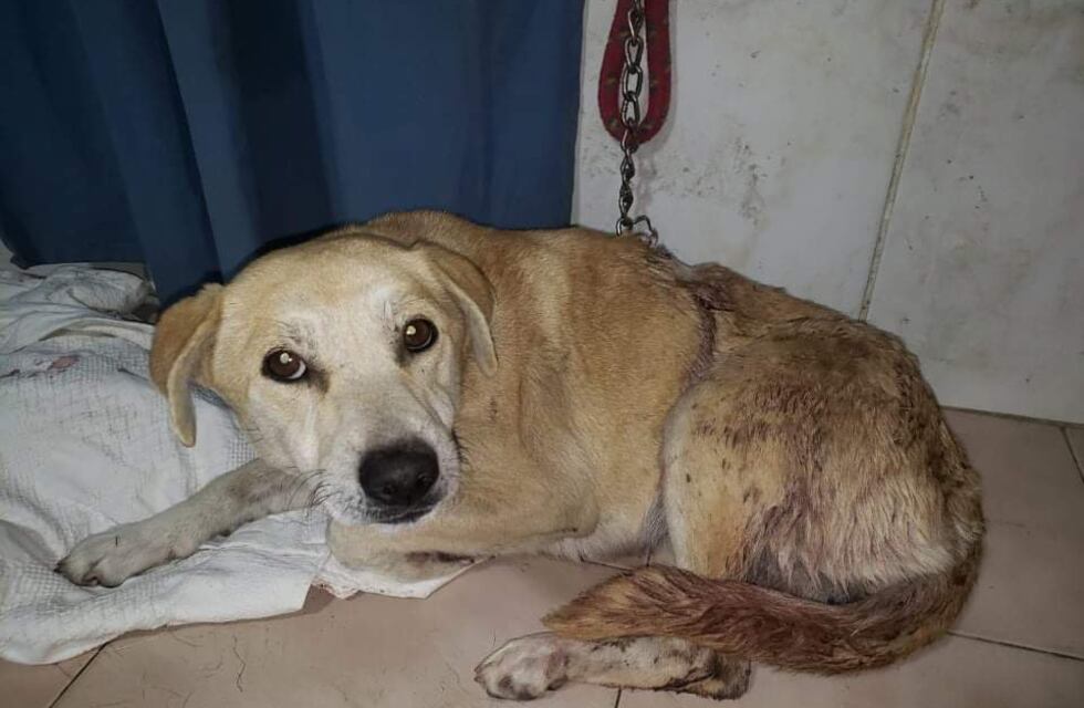 Branca, la perrita que fue atacada por un vecino en Tunuyán