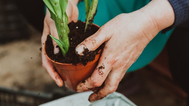 La razón por la que hay que revisar la tierra de tus macetas.