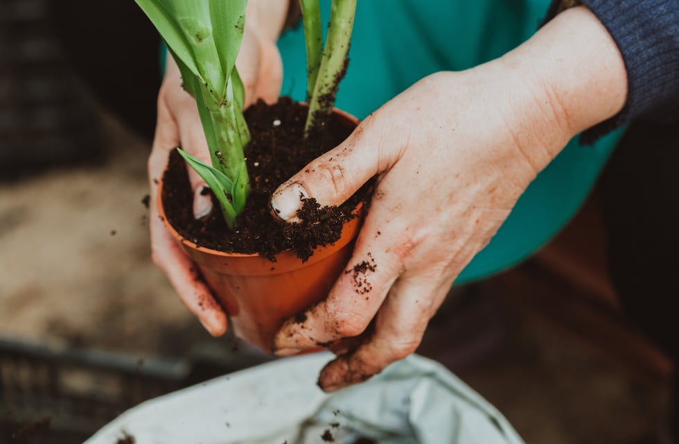 Las 3 razones por las que la tierra de tus plantas se pone blanca, según los expertos