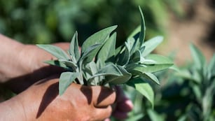 A la auténtica salvia de jardín le gusta estar al sol. Si mantiene el suelo magro, obtendrá un aroma más fuerte. (Arno Burgi/ZB/DPA)