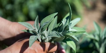 A la auténtica salvia de jardín le gusta estar al sol. Si mantiene el suelo magro, obtendrá un aroma más fuerte. (Arno Burgi/ZB/DPA)