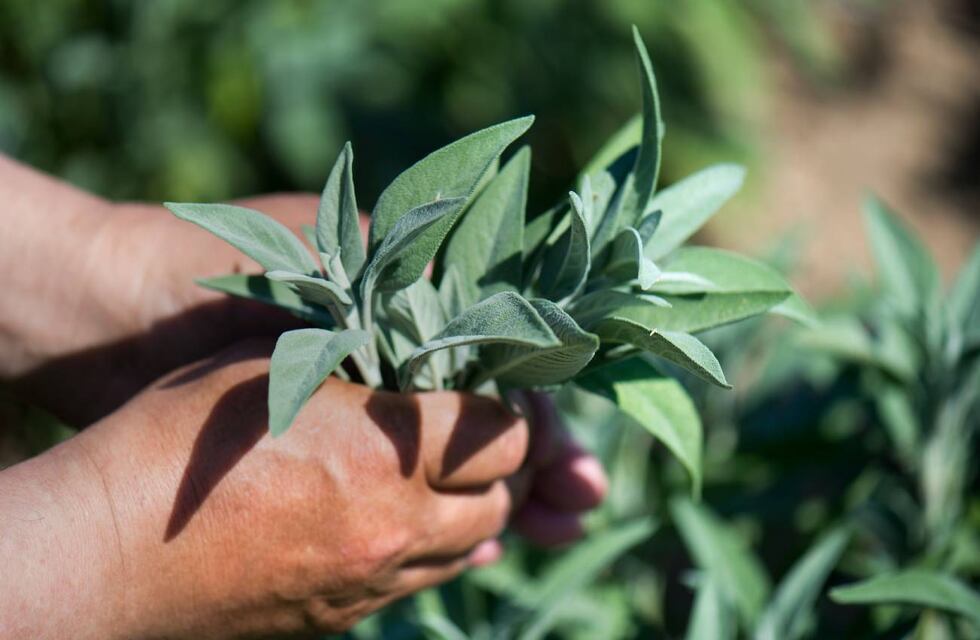 Esta es la hierba natural que ayuda a mejorar la memoria y la concentración