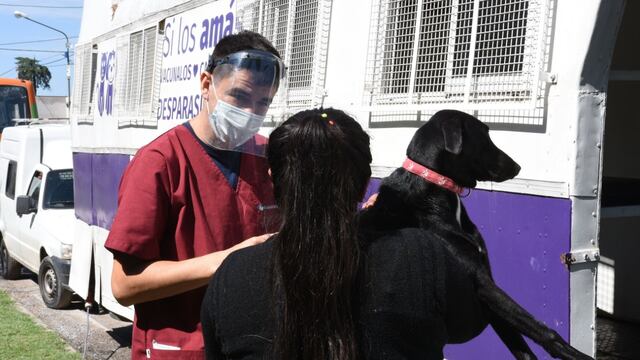 Hasta el viernes, el Quirófano Móvil donde se hacen castraciones, se encuentra en el barrio Ilolay