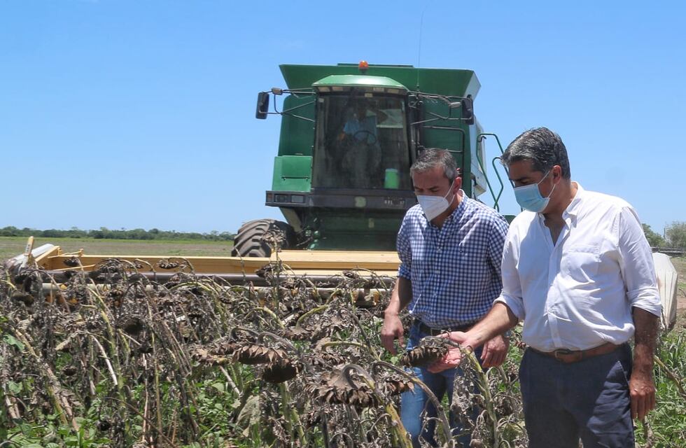 Capitanich acompañó el inicio de la cosecha de girasol