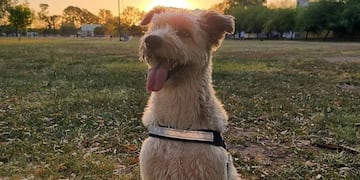 Korsy tiene su propia cuenta de TikTok, en la que tiene más de 250 mil seguidores.