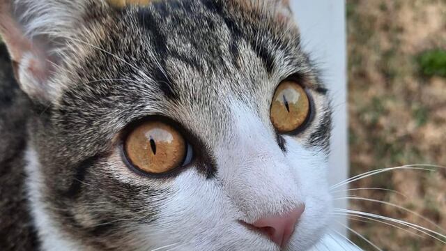 Desde el próximo lunes, los dispositivos estarán en Virgen de Luján, Batán y San Eduardo del Mar.