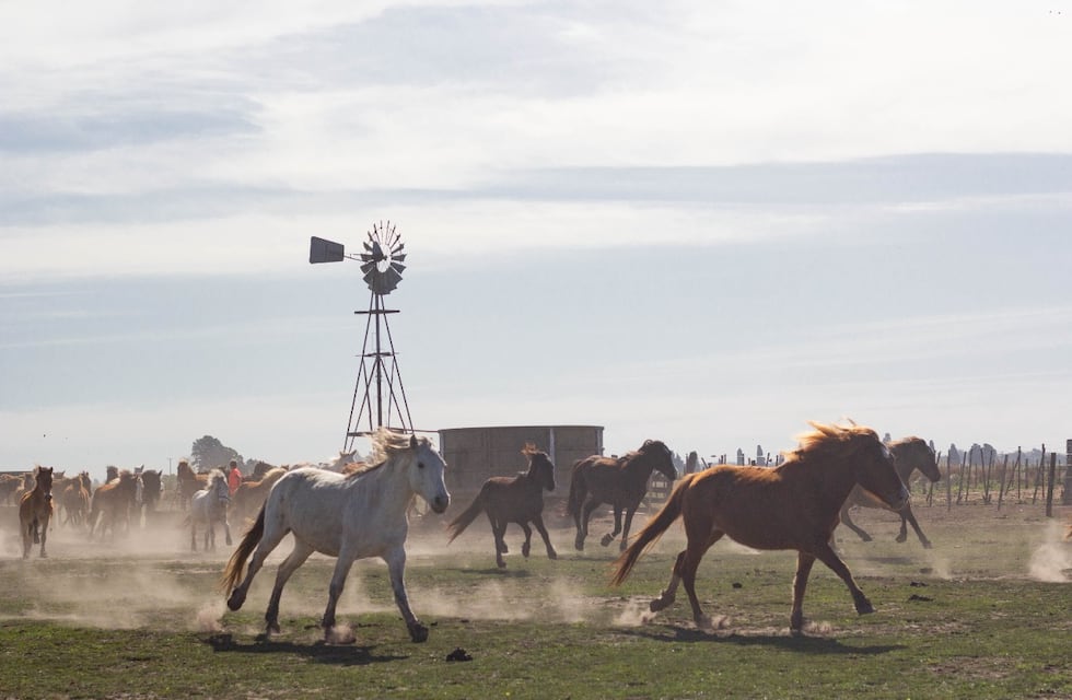 La ONG “Liberación de Caballos en Rosario” pide colaboración para recuperar seis animales robados