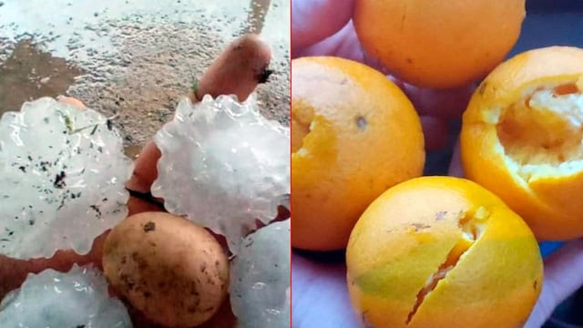Daño a cítricos: se aprecia el gran tamaño del granizo caído.