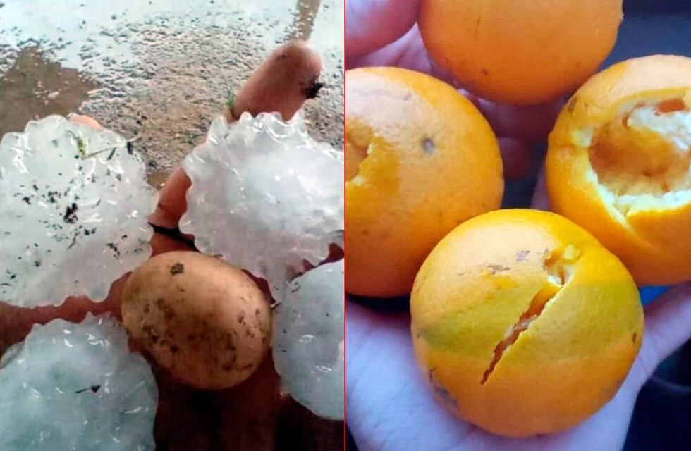 Productores de cítricos del norte entrerriano enfrentan pérdidas históricas tras intensas tormentas de granizo
