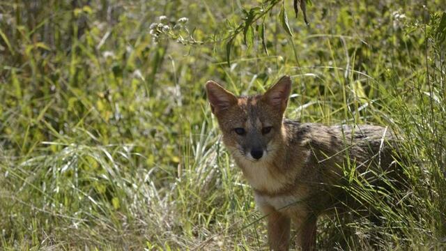 La presencia de zorros es cada vez más frecuente en la zona del Piedemonte mendocino.