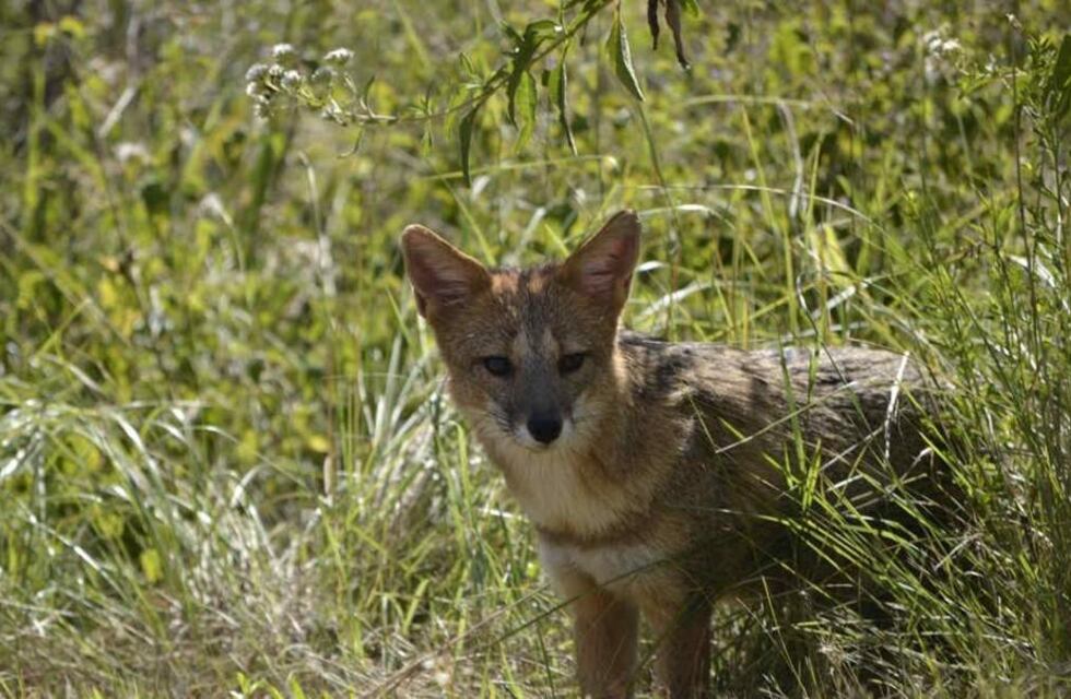 Fotografiaron a un zorro desorientado en Luján, ¿cómo cuidar la fauna urbana?