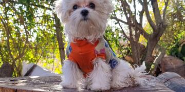 Los animales de compañía y las vacaciones.