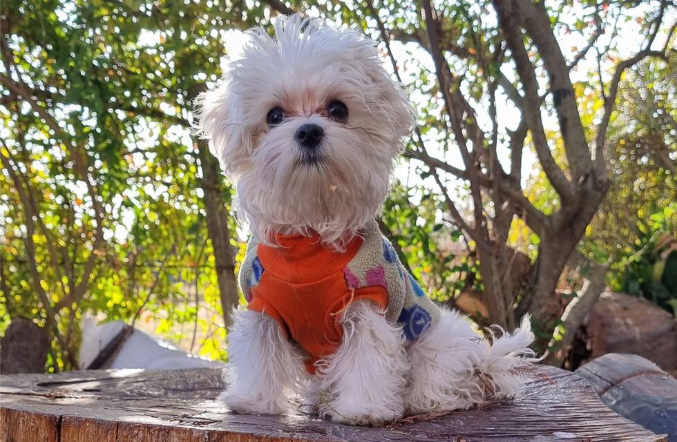 ¿Qué hacemos con los animales de compañía en vacaciones?