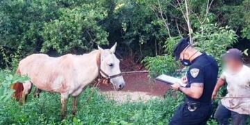 Oberá: la Policía recuperó un caballo robado en Campo Viera