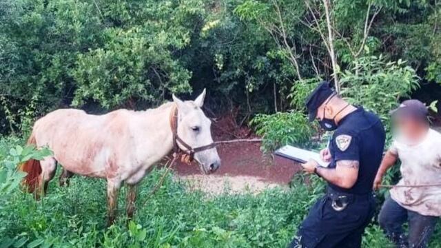 Oberá: la Policía recuperó un caballo robado en Campo Viera