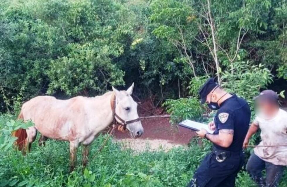 Oberá: la Policía recuperó un caballo robado en Campo Viera