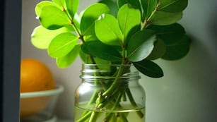 No es para decoración: por qué colocar hojas de eucalipto en la heladera