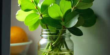 No es para decoración: por qué colocar hojas de eucalipto en la heladera