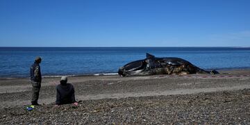 Ya son 15 las ballenas que hallaron muertas en Puerto Pirámides.