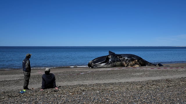 Ya son 15 las ballenas que hallaron muertas en Puerto Pirámides.
