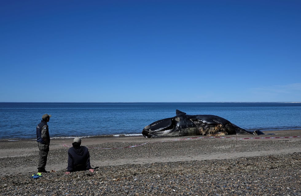 Puerto Pirámides: en los últimos 10 días encontraron 15 ballenas muertas