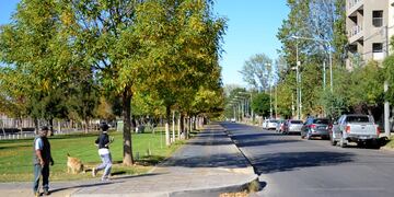 Filmaron a un extraño animal correr por las calles de Neuquén.