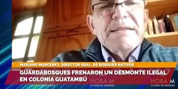 Montecarlo: desmonte ilegal podría acarrear multas de hasta $30 millones.