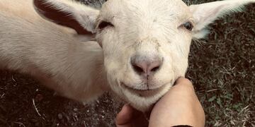 Cuca, la cabra famosa de Villa Allende.