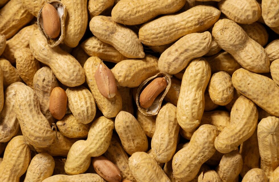 Increíble: científicos de Córdoba descubrieron que un extracto de piel de maní inhibe el virus del dengue