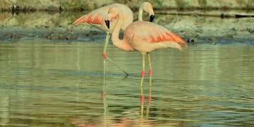 El flamenco austral, la especie más abundante. La Laguna Mar Chiquita alberga hasta 350 mil individuos.