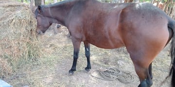 Vecinos de Colanchanga denuncian que un empresario del sector mata caballos a balazos. (Foto gentileza)