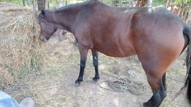 Vecinos de Colanchanga denuncian que un empresario del sector mata caballos a balazos. (Foto gentileza)