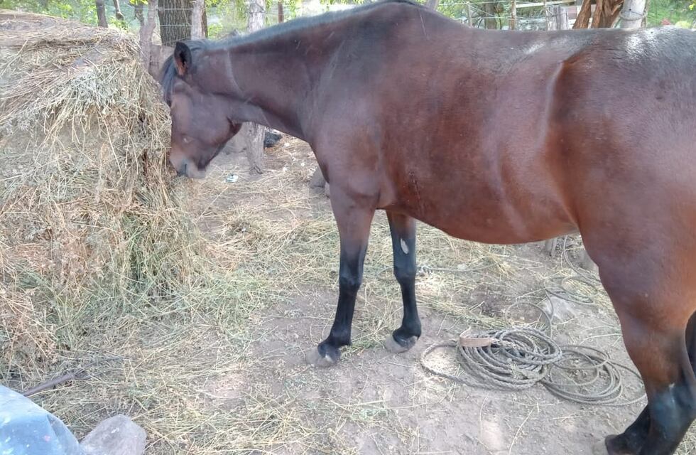 Córdoba: vecinos denuncian que un hombre mata a balazos a caballos y vacas por “hobby”