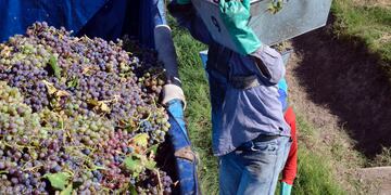 Por la gran cantidad de lluvias están proliferando enfermedades en la vid.