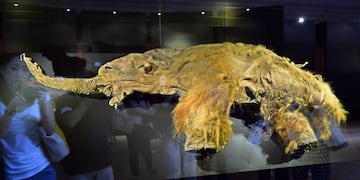 Los restos congelados del mamut "Yuka" han sido mostrados en museos japoneses. (Via DW)