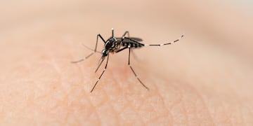 El dengue es capaz de presentar formas graves que pueden comprometer la vida