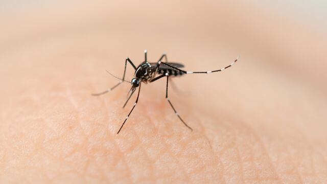 El dengue es capaz de presentar formas graves que pueden comprometer la vida